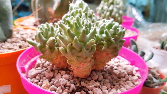 Dolichothele Longimamma Monstruosa смотреть онлайн