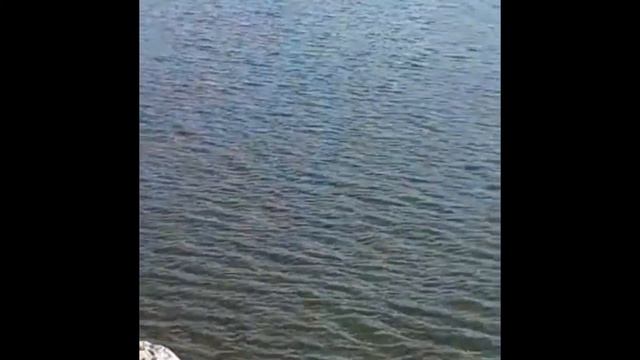 Лебединые истории. Нам интересно! смотреть онлайн