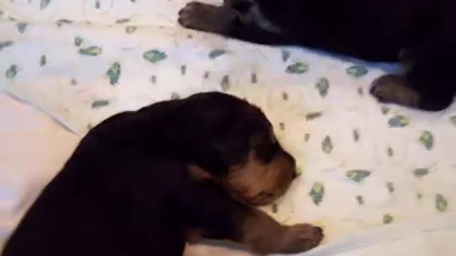 Bleu & Portia Airedale puppies playing (3 wks-old) смотреть онлайн
