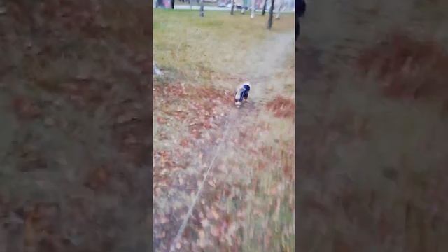 сапожки для йоркширского терьера смотреть онлайн