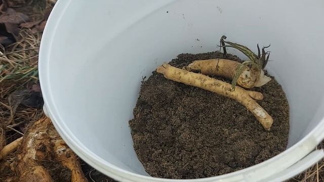 Cum să păstrezi și să depozitezi hreanul peste iarnă смотреть онлайн