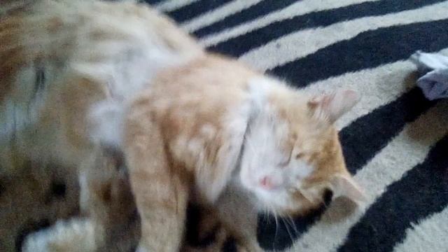 Кошечка отдхыхает смотреть онлайн