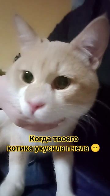 Зимой ужалила пчела ( смотреть онлайн