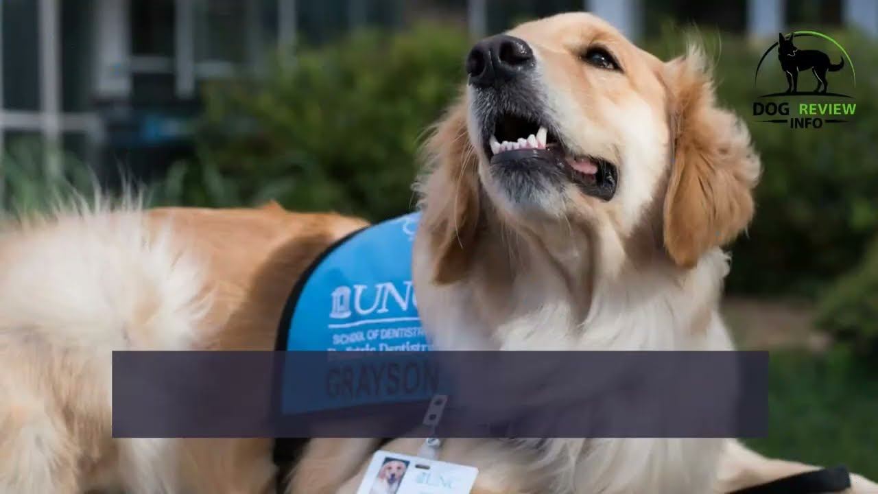 The Ultimate Secret Of Therapy Dog Training #dogreviewinfo смотреть онлайн