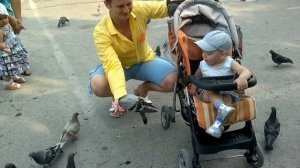 Гули гули Голуби
