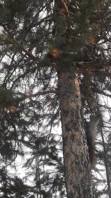 Белки в лесу смотреть онлайн