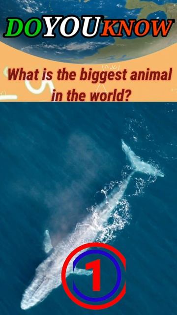 The Biggest Animal in the World #shorts смотреть онлайн