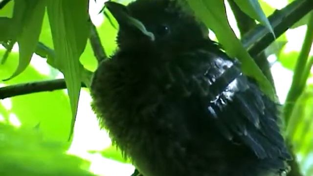 Blackbird смотреть онлайн