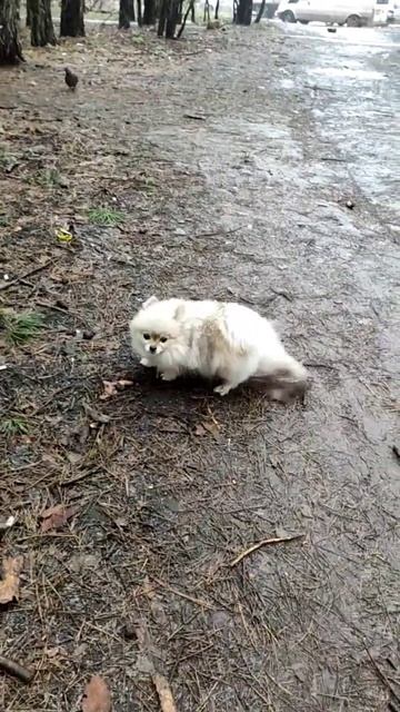 Маленький шпиц раскидывает такими же лапками грязь и ему юто нравится #животные #шпиц #собака смотреть онлайн