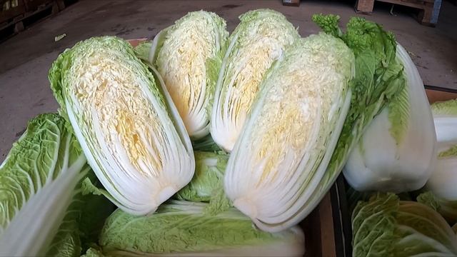 Kapusta Marrio F1 - zwiększona odporność na choroby grzybowe смотреть онлайн