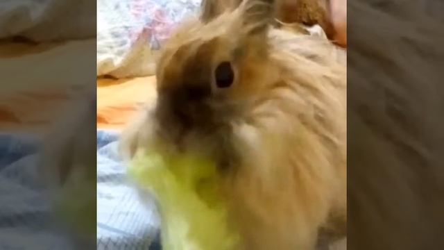 Зайка кушает салатик🐇🌱 смотреть онлайн