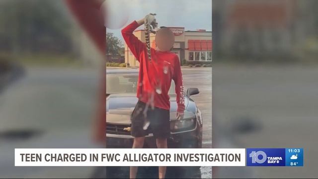 Juvenile charged in baby alligator abuse case in Hillsborough County смотреть онлайн
