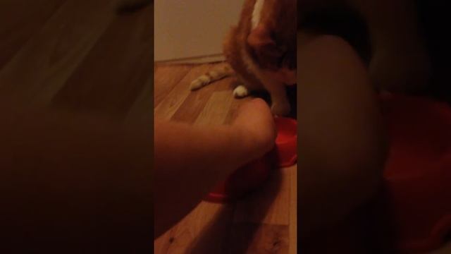 Барсик ест мясо смотреть онлайн