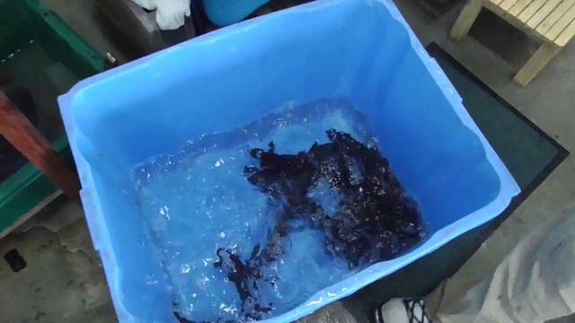 タイドプールですくってきた稚魚も、大きくなったので海へ返します。　和歌山　釣太郎 смотреть онлайн