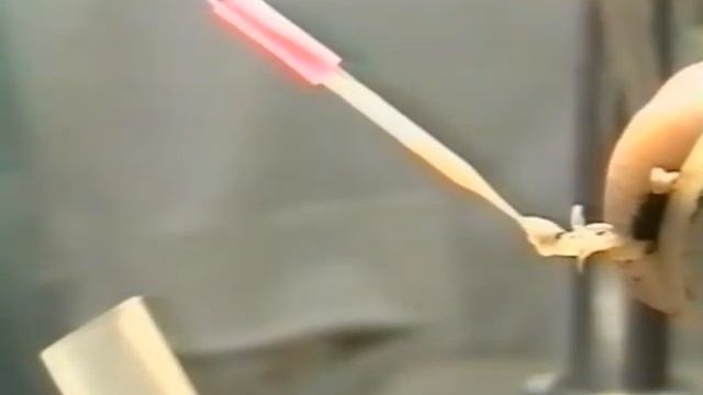 OPIDA  Ролик №4 Вывод пчелиных маток Франция