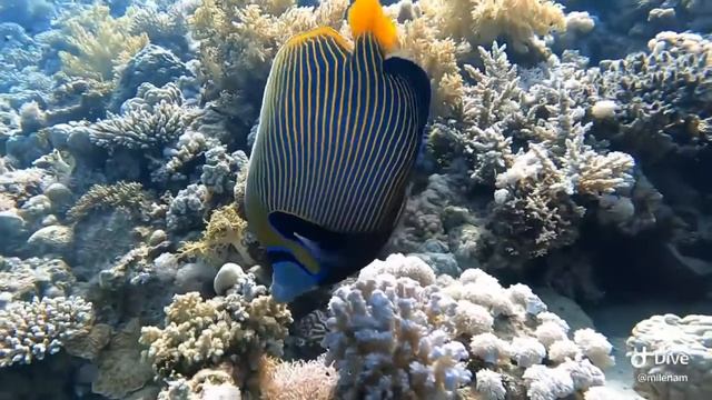 Emperor Anglefish - Dahab, Gabr el Bint dive site - June 2021 смотреть онлайн