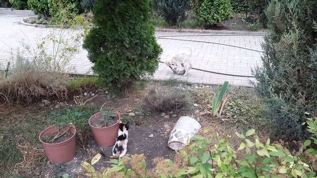 Любящая Мама - кошка играет с маленькими котятами. A loving Mother cat plays with little kittens. смотреть онлайн