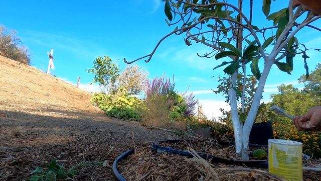 Painting My Trees And Why | Cutting Off Dead Wood 🪵 🌳 🖌A Few Lessons I've Learn In The Garden