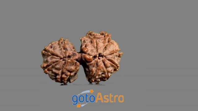 10 Mukhi Gauri Shankar Rudraksha смотреть онлайн