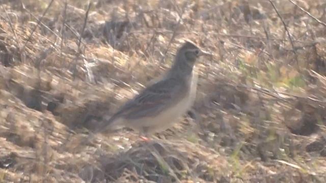 skowronek (Alauda arvensis), Sky Lark, Feldlerche, Полевой жаворонок смотреть онлайн