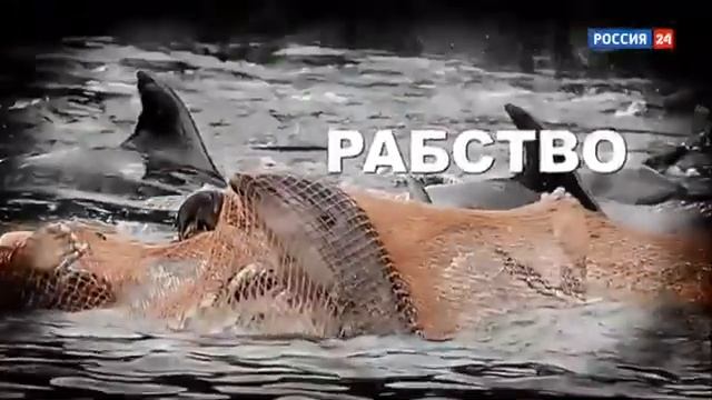 Слёзы дельфина. Расследование Эдуарда Петрова. смотреть онлайн