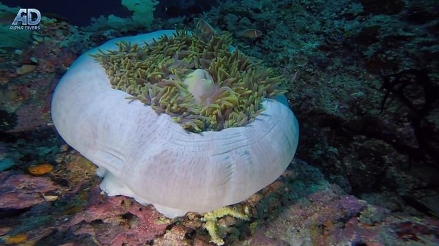 Amphiprion perideraion & Heteractis magnifica смотреть онлайн