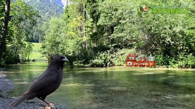 🐦CANTO DO PÁSSARO PRETO CUPIDO DO NORDESTE(CUPIDO DO NORDESTE) смотреть онлайн
