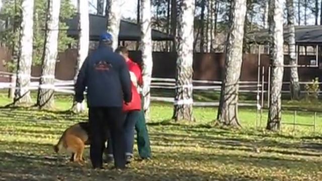 Eidos Zambia (Sire: Quantum v. Daenischen Hof) смотреть онлайн