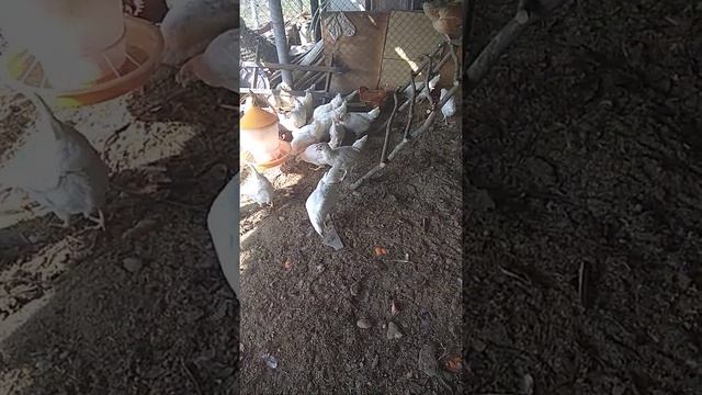 21.03.21 Брюховецкий район .ст.Переясловская.курятник. смотреть онлайн