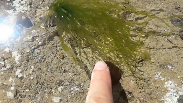 "Actinia equina" or "Sea tomatoes" in France / Les tomates de mer смотреть онлайн
