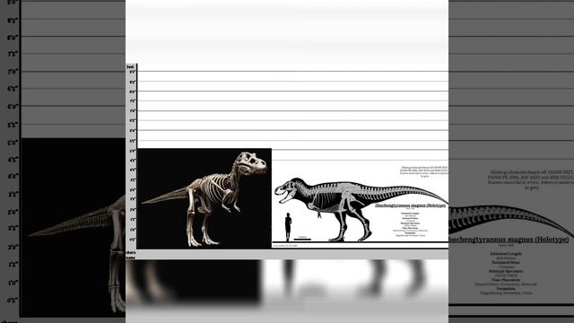 Tyrannosaurus Rex And Zhuchengtyrannus Magnus Size Comparisons смотреть онлайн