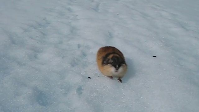 Angry lemming смотреть онлайн