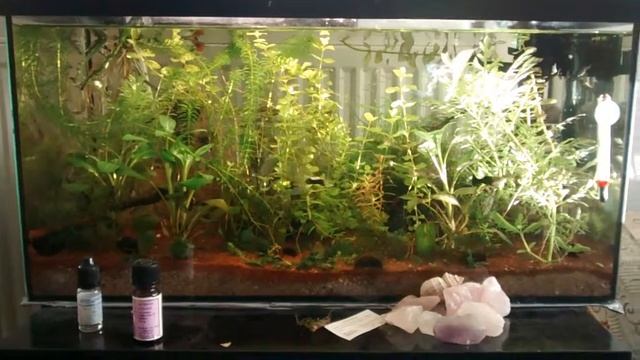 Efeutute Aquarium Pothos roots in Tank (Epipremnum aureum) Nitrat Phosphat killer смотреть онлайн