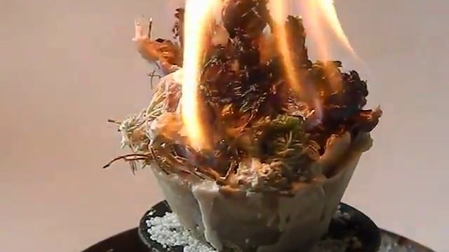 Горение свечи Первый снег