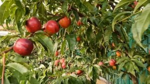 Нектарин из косточки, август 2023 год