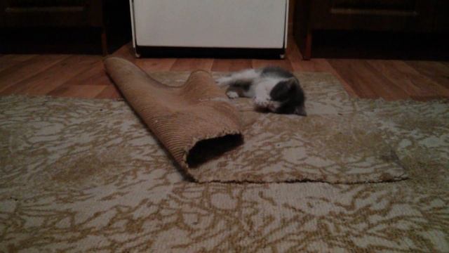 Котенок мочит смотреть онлайн