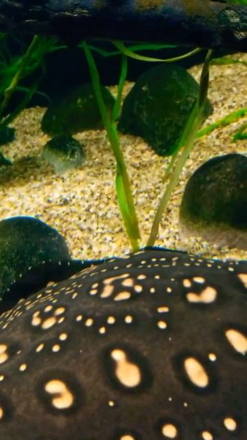 River Stingray... смотреть онлайн