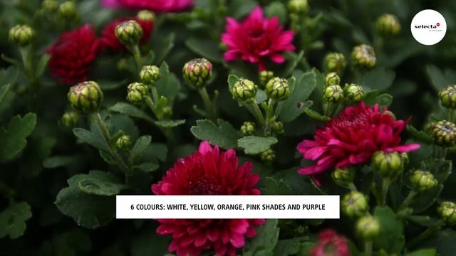 Garden Chrysanthemum series Melissa® смотреть онлайн