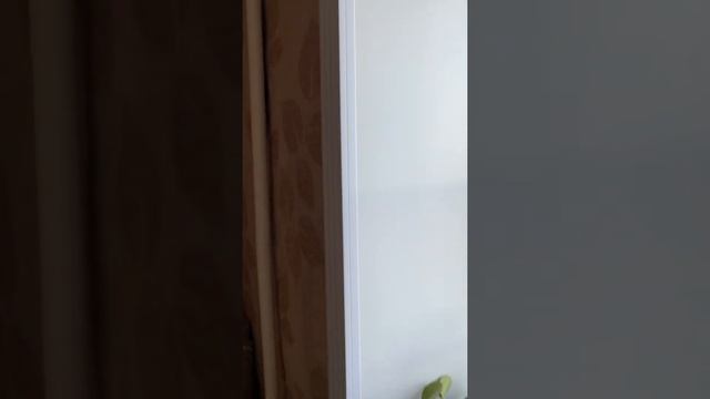 Остеклили всю квартиру😊 смотреть онлайн