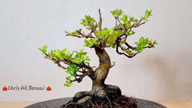Bonsai Malus Evereste 🍎 смотреть онлайн