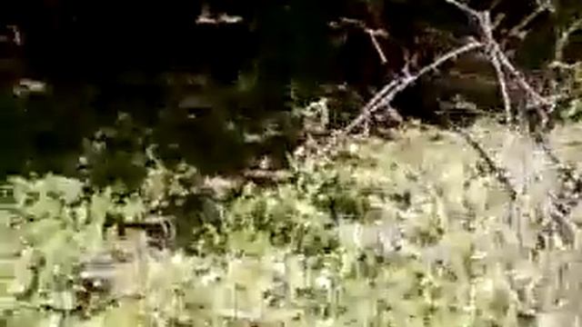 Гиляни Родина моя смотреть онлайн