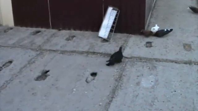Голубедром проект Приазовье. смотреть онлайн