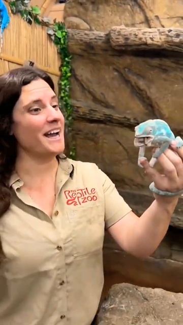 what is this?🐊#short #viral #youtubeshorts смотреть онлайн