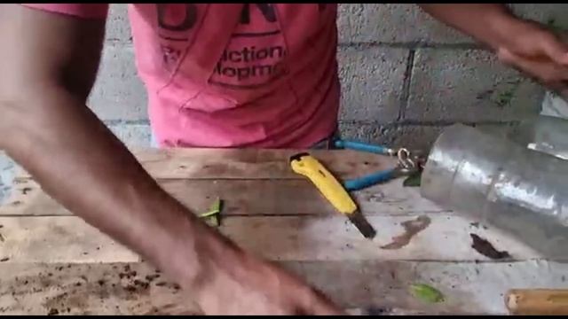 Nuevo método para propagar esquejes de limón 🌿 enraíza rápido смотреть онлайн