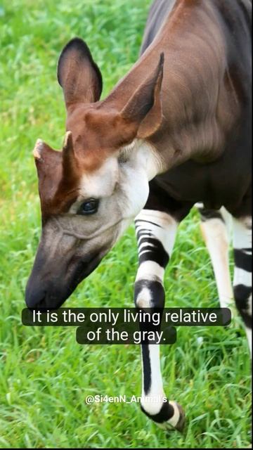 The Interesting Fact's About Okapi #Okapi #allabout #interestingfacts #shorts #short смотреть онлайн