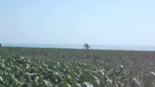 Harmony in Erendira,Nunhems,Artichoke. смотреть онлайн