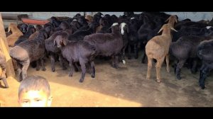 КУЗИ КУЧКОР БОКИШ УСЛУБИ