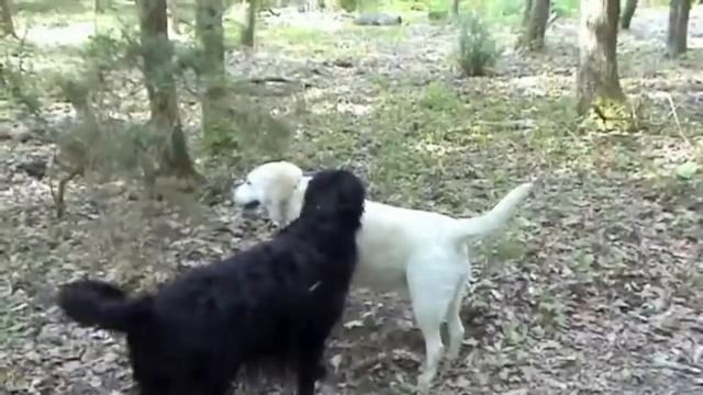 jolie coeur смотреть онлайн