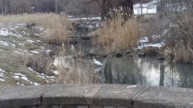 Журавль на Салгире в Симферополе смотреть онлайн