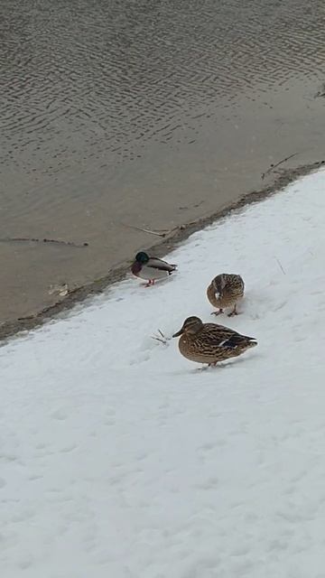 Кряквы на снегу ❄️🦆❄️🦆❄️ 08.04.2025 #shorts смотреть онлайн